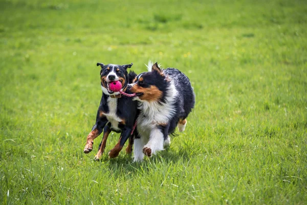 Deux Jeunes Chiens Jouant Ensemble Sur Prairie — Photo