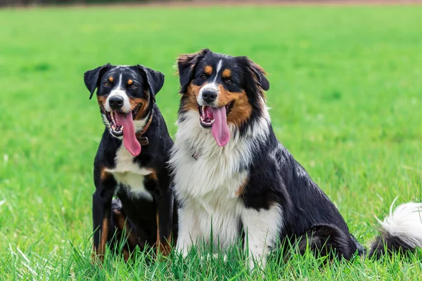 两只小狗在草地上玩耍 — 图库照片
