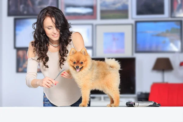 Kadın Bir Damat Bir Pomeranya Köpeği Köpek Damat Salon Yaşam — Stok fotoğraf