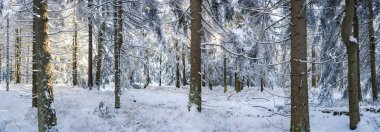 Sabahın erken saatlerinde bir kış ormanı