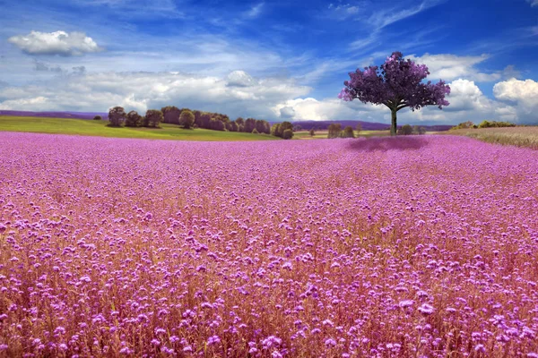 Magic Summery Rural Lansdscape Trees — Stock Photo, Image