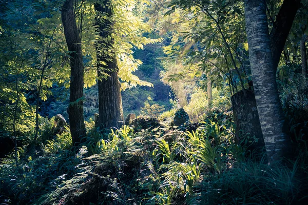 Parco Quinta Regaleira Residence Sintra Portogallo — Foto Stock