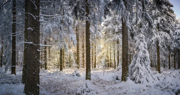 Uma Floresta Invernal Início Manhã — Fotografia de Stock