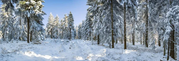 Een Winters Bos Vroeg Ochtend — Stockfoto