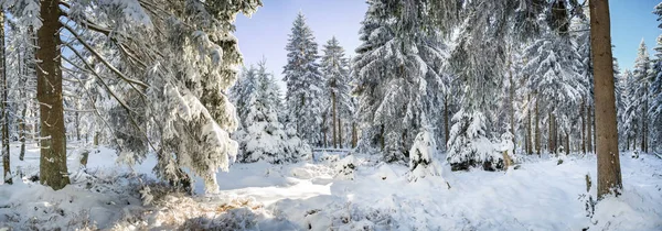 Zimní Les Časně Ráno — Stock fotografie