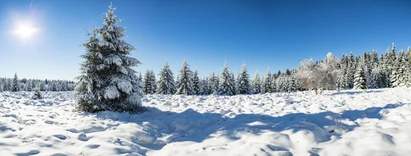 Uma Floresta Invernal Início Manhã — Fotografia de Stock