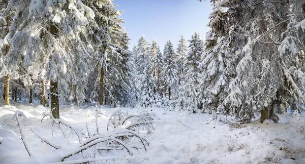 Wintry Forest Early Morning — Stock Photo, Image