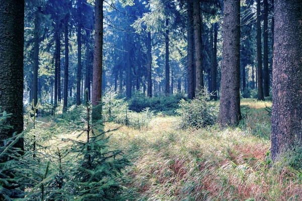 Foggy Thuringian Forest Morning — Stock Photo, Image