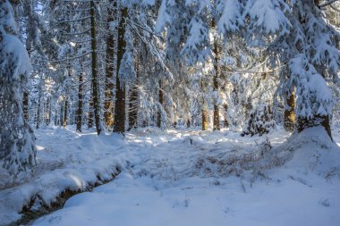 Sabahın erken saatlerinde bir kış ormanı