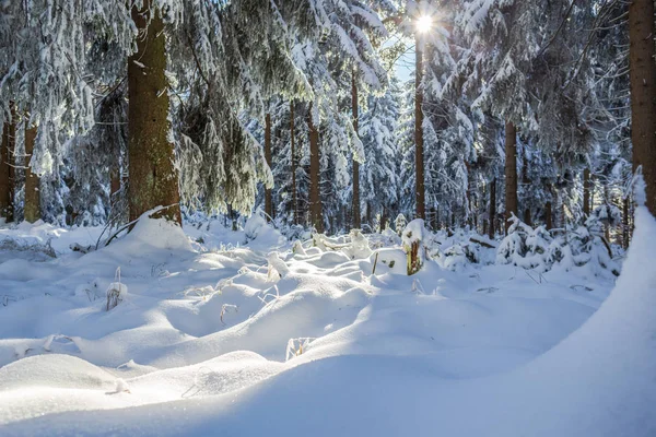 Uma Floresta Invernal Início Manhã — Fotografia de Stock