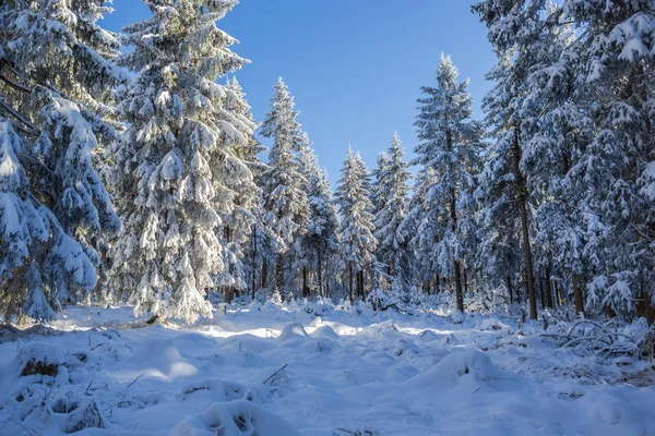 Ένα Χειμερινό Δάσος Νωρίς Πρωί — Φωτογραφία Αρχείου