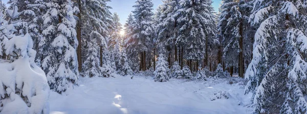 Ein Winterlicher Wald Frühen Morgen — Stockfoto