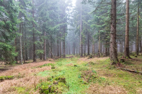 Mglisty Zimozielonych Lasów Czas Rano Jesienią — Zdjęcie stockowe