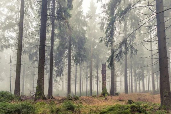 Ομιχλώδες Δάσος Αειθαλής Πρωινή Ώρα Φθινόπωρο — Φωτογραφία Αρχείου