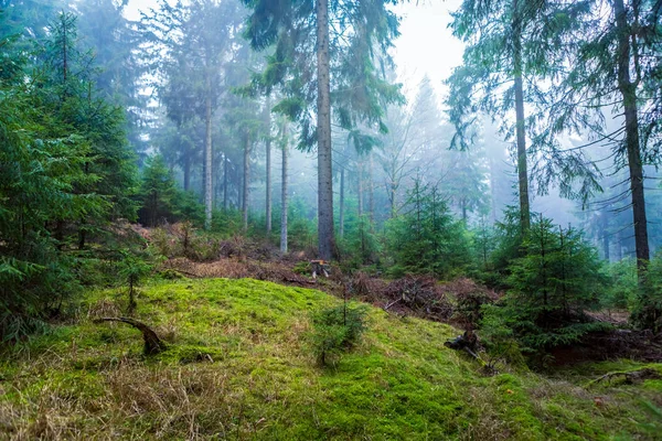 Mlhou Jehličnatý Les Ranní Době Podzim — Stock fotografie