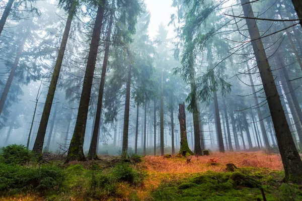 Туманный Вечнозеленый Лес Утреннее Время Осенью — стоковое фото