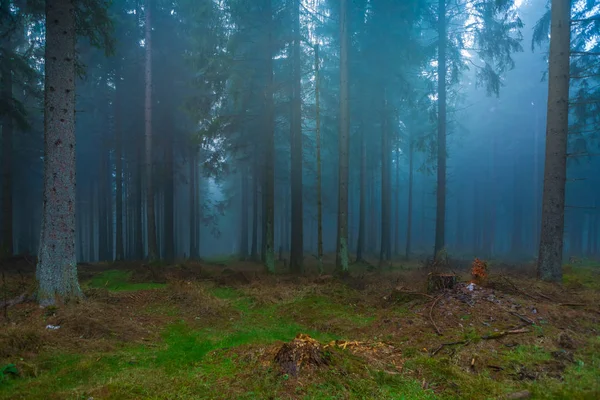 Niebla Bosque Siempreverde Mañana Otoño —  Fotos de Stock