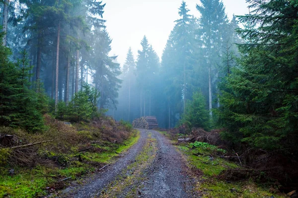 Mlhou Jehličnatý Les Ranní Době Podzim — Stock fotografie