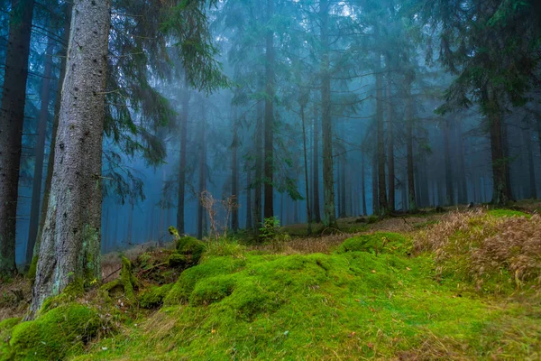 Foggy Evergreen Forest Morning Time Autumn — Stock Photo, Image