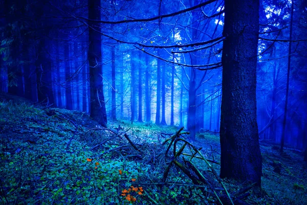 Foresta Sempreverde Notte — Foto Stock
