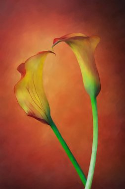 Zantedeschia aethiopica, kırmızı bachground, bir fotoğraf resim filtre efekti ile frot Calla lily çiçek