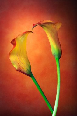 zantedeschia aethiopica, kırmızı bachground frot calla lily çiçek