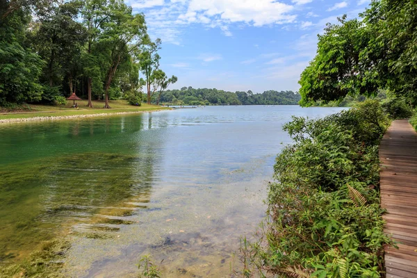 Central Catchment Nature Reserve MacRitchie — Stock Photo, Image