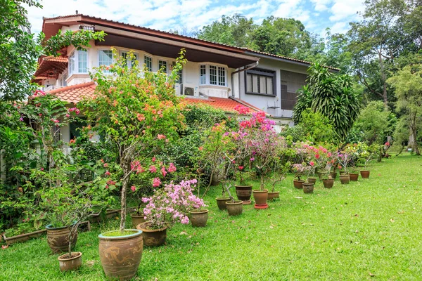 Střední povodí přírodní rezervace Macritchie — Stock fotografie