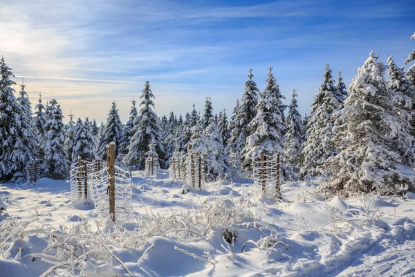 Vintrig Skog Solig Dag Nära Masserberg Thüringen Tyskland — Stockfoto