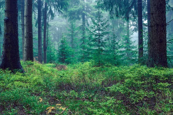 Evergreen forest — Stock Photo, Image