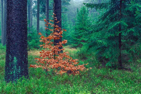 Bosque perenne —  Fotos de Stock