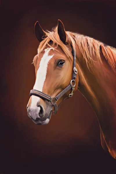 马的肖像 — 图库照片