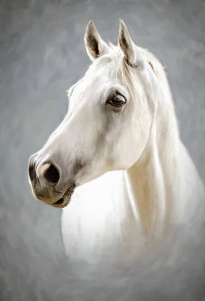 Ein weißes Pferd — Stockfoto