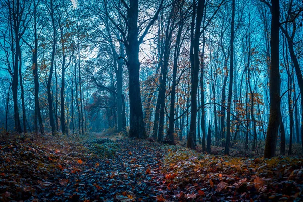 Vieux parc à l'automne — Photo