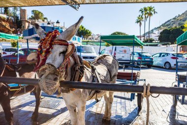 Mijas kasabasından eşek
