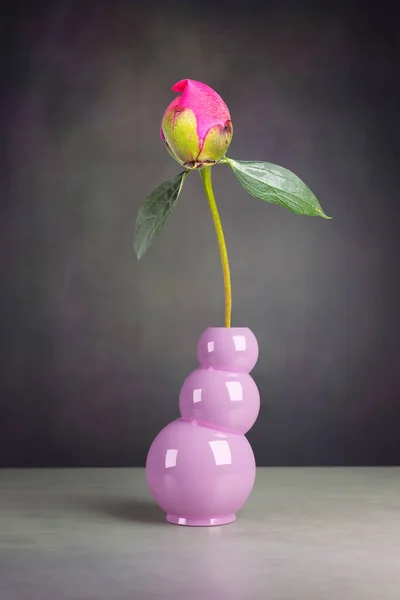Stillleben Einer Pfingstrosenblume Der Vase — Stockfoto