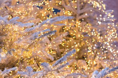 Altın parlayan çelenk, Noel arka plan ile gümüş Noel ağacı.