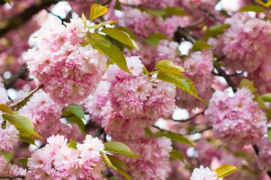 Sakura. Bahar kiraz çiçeği. Güzel pembe çiçekler.