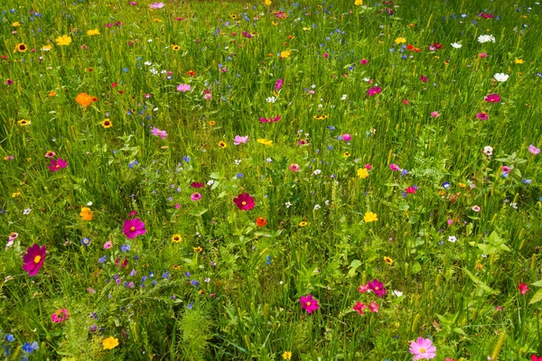 arka planını vahşi çayır, çok renkli çiçekler.