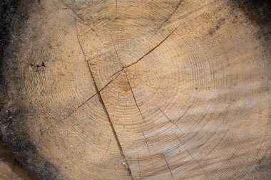 çam ahşap bir hisse senedi kapat.