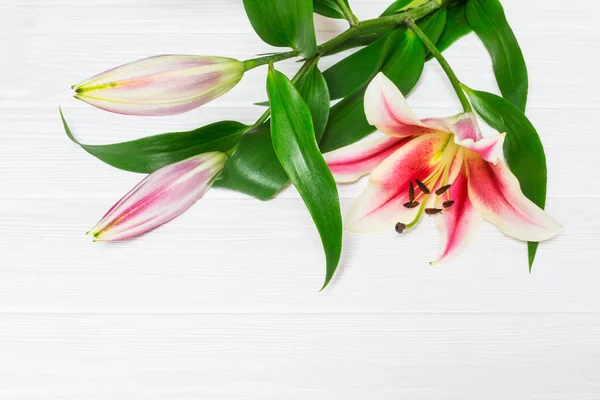 Beautiful pink lily flowers on wooden background, with space for text. Perfect image for: lilies flowers, white and pink lily flower, florist, garden, autumn flowers bouquet etc