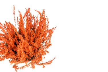Çiçekleri beyaz zemin üzerine tencerede turuncu Calluna vulgaris