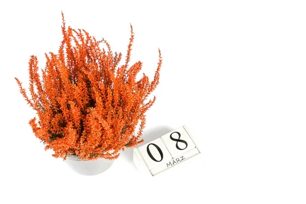 Квітки Оранжевої Каллуна звичайна з календарем куба на білому фоні, ізольовані, копіюють простір для тексту. Жіночий день, 8 березня. Листівки. Вид зверху — стокове фото