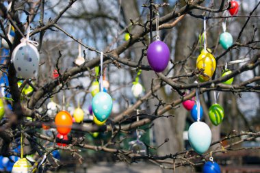 Bahar ağacında süslenmiş Paskalya yumurtaları.
