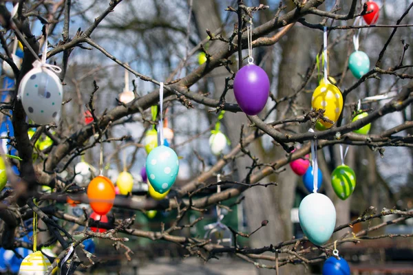 Bahar ağacında süslenmiş Paskalya yumurtaları.