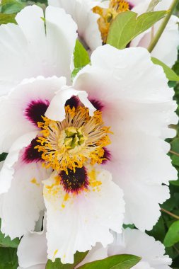 Beyaz şakayık, yakın, dikey