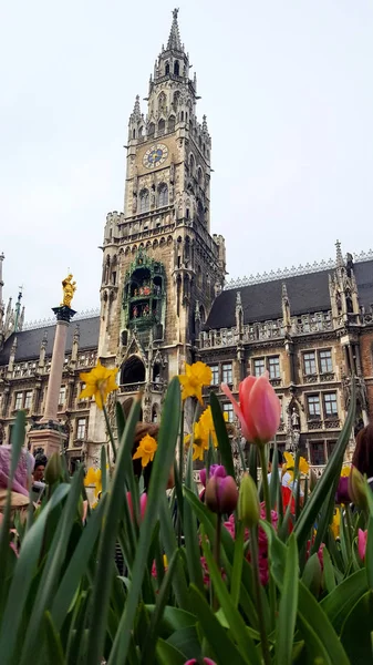 德国慕尼黑- 2019年4月23日：德国慕尼黑的马里恩普拉斯广场（Marienplatz square），开满了春花。 垂直方向 — 图库照片