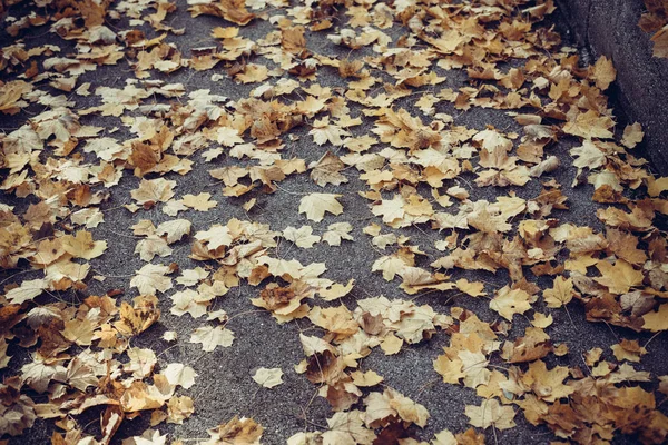 Orange autumn leaves on asphalt — Stock Photo, Image