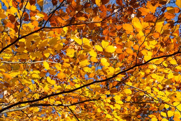 Een close-up van kleurrijke herfstbladeren — Stockfoto