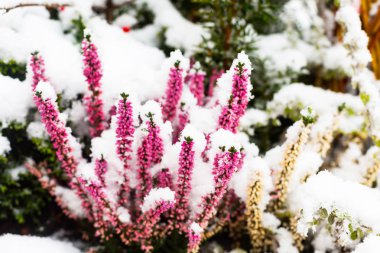 Kırmızı çiçek açan Erica, Calluna vulgaris, karla kaplı.